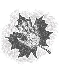 অরিন্দম বসুর ছবি রান্নাঘর